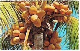 Florida Postcard Tropical Coconut Palm - $2.12