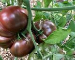 120 Cherokee Purple Tomato Seeds Heirloom Non-GMO FRESH - £6.00 GBP