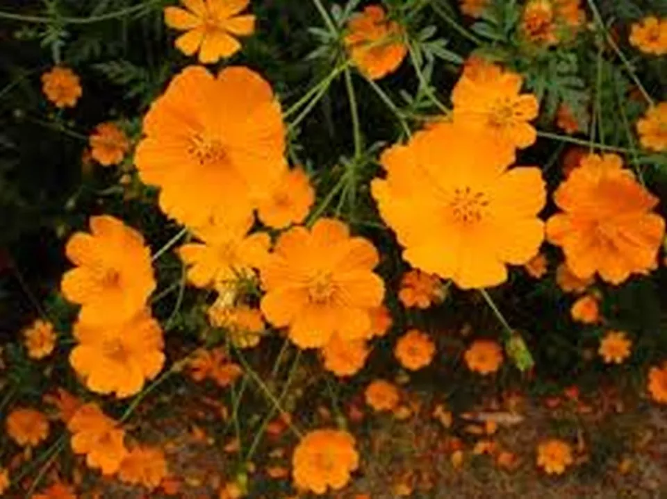 Flower Cosmos Sulphur Orange 100 Seeds - £7.65 GBP