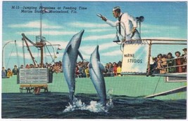 Postcard Jumping Porpoises Feeding Time Marine Studio Marineland Florida - £3.15 GBP