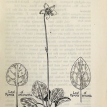 1905 One Flowered Pyrola Flower Print Pen &amp; Ink Lithograph Antique Art  - £13.77 GBP