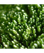Silver Moss Seeds Fast Reviving Low Maintenance for Rock Gardens Bonsai - $14.81 CAD