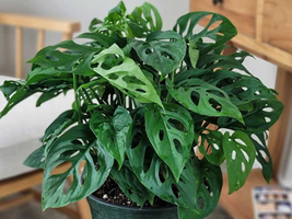 100 Monstera Adansonii Laniata Mottled Variegated, Exact Plant  - $10.99
