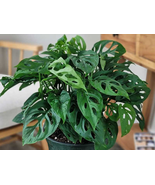 100 Monstera Adansonii Laniata Mottled Variegated, Exact Plant  - $10.99