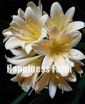 100 Of Clivia Seeds - Milky Yellowish White Colors - $11.92