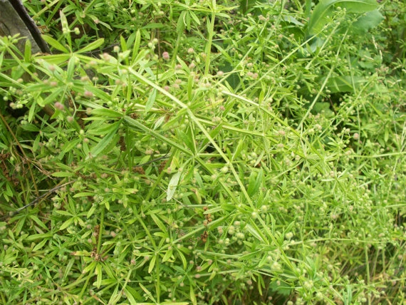 20 SEEDS CLEAVERS GALIUM APARINE - $9.97