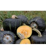 Buttercup Burgess Winter Squash 10 Seeds Treated Heirloom 3-4 lbs! Sweet... - €1,66 EUR