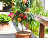 Bonanza Peach Trees Peach Fruit Tree 3 Seeds Indoor/Outdoor - $14.99