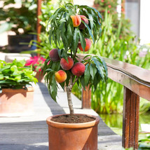 Bonanza Peach Trees Peach Fruit Tree 3 Seeds Indoor/Outdoor - £12.05 GBP
