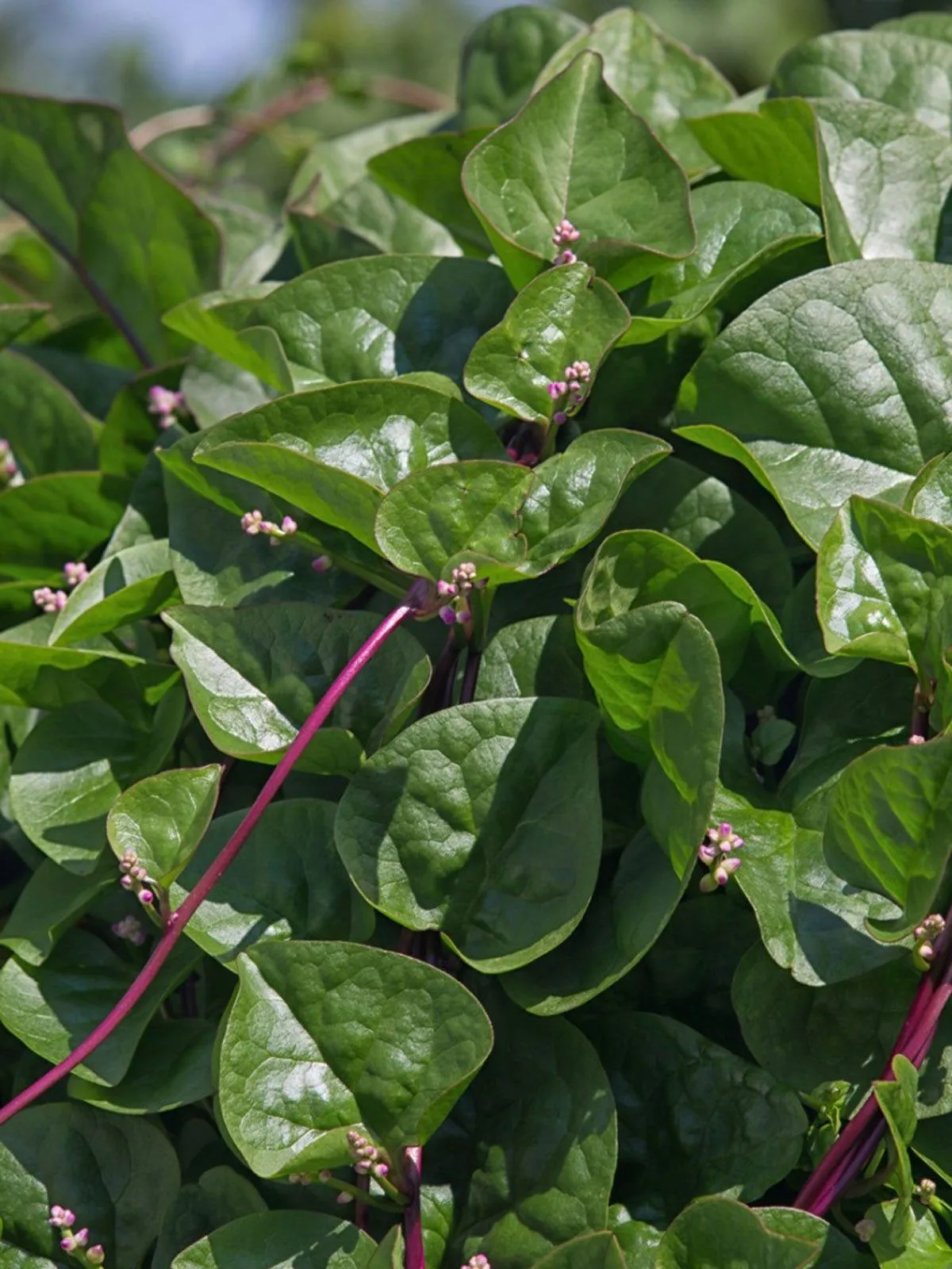 WTR Malabar Red Stem Spinach Red Vine Spinach Ceylon 30 Seeds Planting Seeds - $8.55