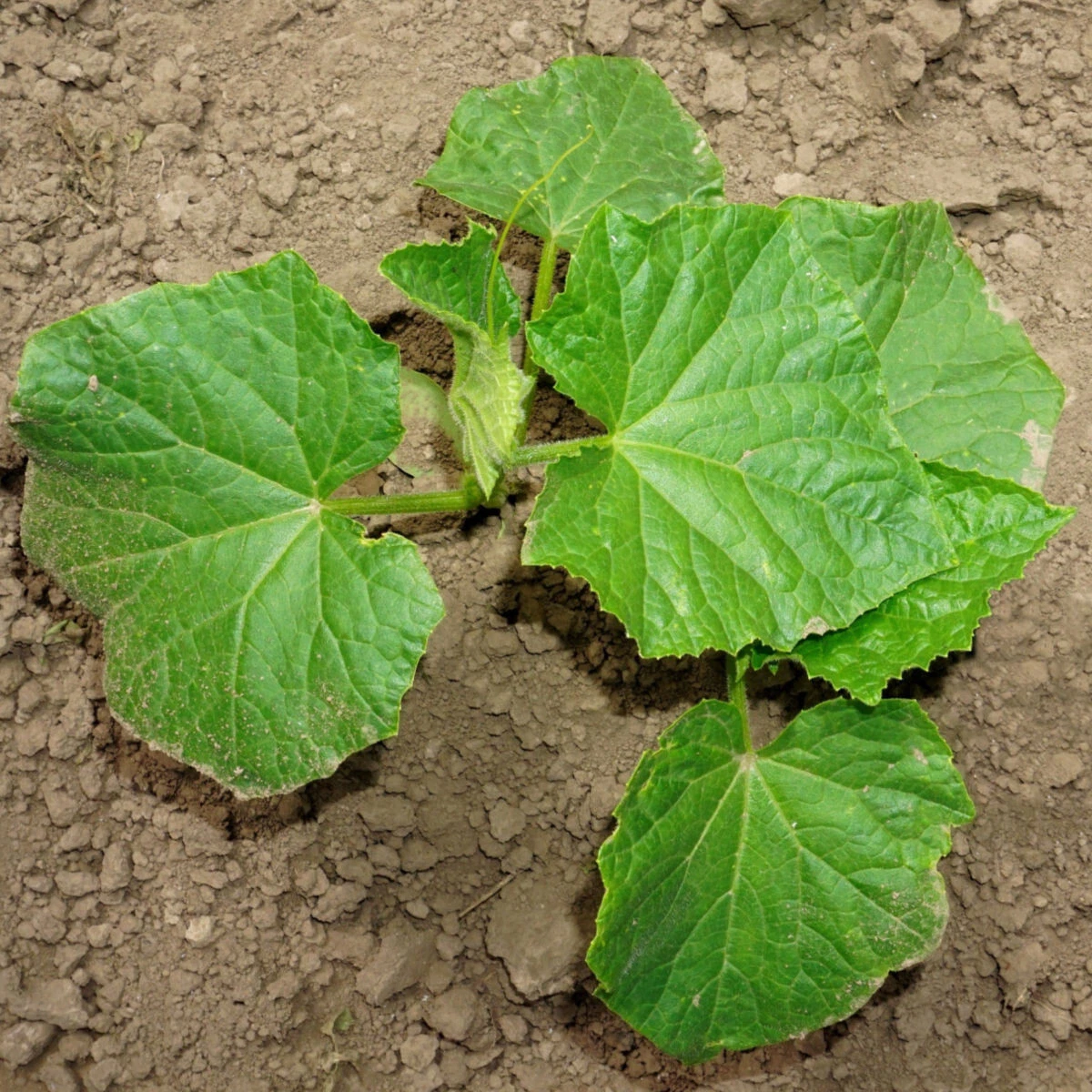 25+ Seeds Florida Cucumbers Fresh Crop Vegetable Planting Garden Pickling - $10.01