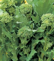 Broccoli Raab Rapini Seeds sekenhen - $7.00