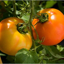 USA Seller Kellogg&#39;S Breakfast Tomato Seeds Organic - $12.28