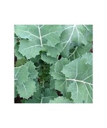 Berynita Store 1000 Premier Kale Seeds Early Hanover Non-Gmo Heirloom - £8.63 GBP