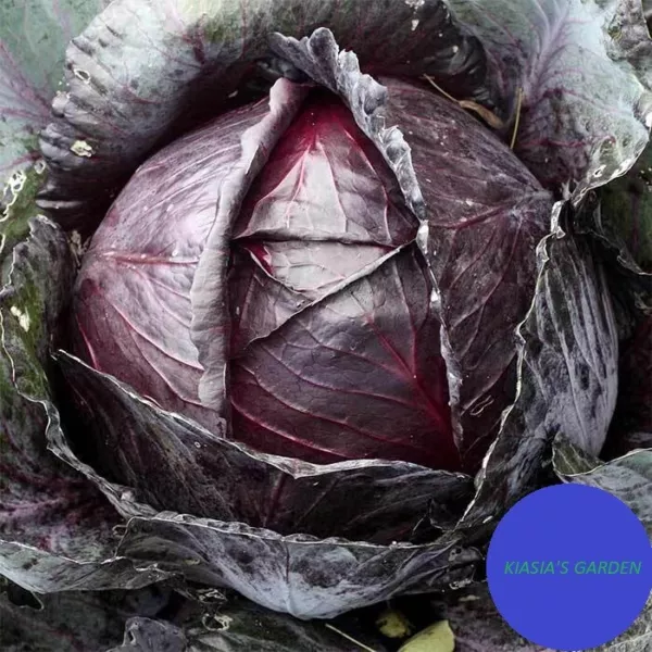 500 Cabbage Red Acre Heirloom Non Gmo Seeds Fresh Garden - £6.23 GBP