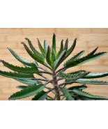 50 Seeds Kalanchoe Daigremontiana Mother Of Millions Bare Root Plantlet ... - $8.61