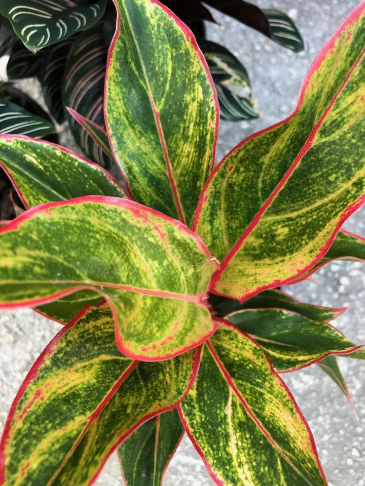 Aglaonema Siam Chinese Evergreen~Houseplant Live Plant Christmas 7&quot; tall - $33.80