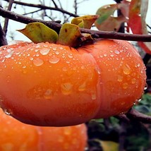 S_SH 20 Japanese Persimmon Tree Seeds (Diospyros Kaki) Asia Hardy Garden... - $30.49