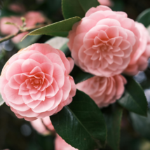 Camellia Flowers Potted Plants Home Garden Decorations Flower 10 PCS Seeds - £9.15 GBP