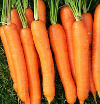 Imperator 58 Carrot Non Gmo Usa Orange Danvers Root Vegetable Seed - £4.29 GBP