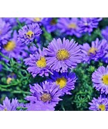BRN 1000 Aster Novi Belgii Seeds Purple Flower England Aster Dutch Chrys... - €11,68 EUR