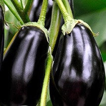 New Fresh USA Seller 50 Eggplant Black Beauty Seeds - $13.30