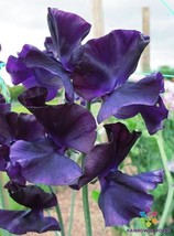 50+ Just Jenny Sweet Pea Seeds - $9.99