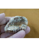 R805-23) genuine fossil Petrified Wood slice specimen Madagascar organic... - $15.99