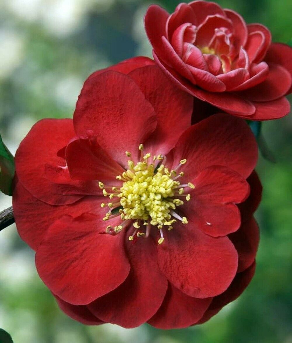 Live plant chaenomeles scarlet storm double take flowering quince