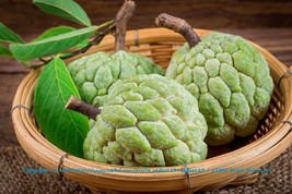 Seed Pack -Sweetsop 5 Rare Seeds - See Description Below - Tropical  Gardening   - £3.98 GBP