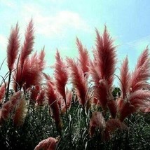 GIB 200 Seeds Easy To Grow Red Pampas Grass Perennial Flowering Plant - £7.08 GBP