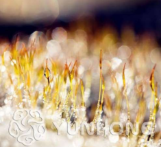 Fern Moss Live Aquarium S Seed Fish Tank Background Aquatic Ornamentals - $185.42 MXN