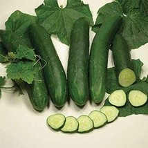 BEST 25 Seeds Easy To Grow Sweet Slice Cucumber Hybrid Vegetable Pickling - $10.00