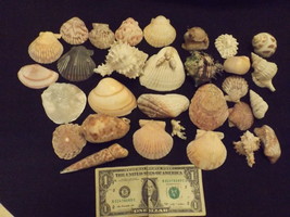 Assortment of Sea Shells – Medium sized -Approx. 30 shells–LOT F - £33.57 GBP