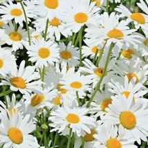 300 Silver Princess Seeds Dwarf Shasta Daisy Cut Flowers Container Garden Easy - £9.42 GBP