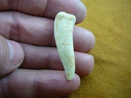 (f510-15) 1-1/8" Enchodus Saber toothed Herring fish tooth Fossil I love... - $14.99