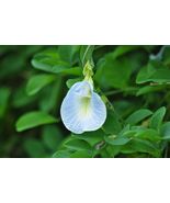 Light Blue Butterfly Pea Clitoria ternatea 10 Seeds - $303.39 MXN