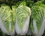 Sale 500 Seeds Michihili Cabbage (Chinese Cabbage/Bok Choy/Pak Choi/Cele... - $9.90
