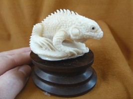 (tb-liz-13) Iguana Lizard Tagua NUT palm figurine Bali detailed carving ... - $49.08