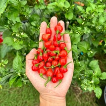 New Fresh USA Seller Bequinho Red Pepper Seeds - $9.00