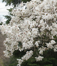 Star Magnolia shrub 4&quot; pot  - $17.90