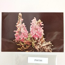 Bumblebee Flower Wooly Lousewort Alaska Vtg 1960s Postcard Dedman&#39;s Phot... - $6.88