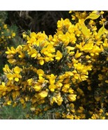 THJAR Gorse Ulex Europaeus - 30+ Seeds - $7.83 CAD