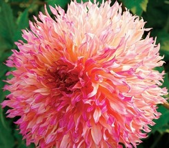 20 SEEDS Myrtle&#39;s Folly Multi-colored Twisted Dahlia Flower Seeds - £7.92 GBP