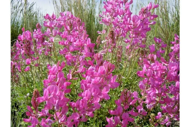 Utah Northern Sweetvetch 50+ Seeds Wildflower Drought Heat Cold - £7.71 GBP