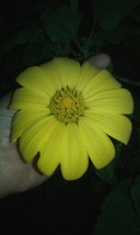 Fresh Seeds Tall Yellow Mexican Sunflower 25 Seeds Bold Color - $20.96