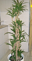 ArfanJaya 15 Easy Indoor Houseplant Seeds Palm Lily Potted Plant (Cordyline Stri - £8.08 GBP