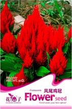 Celosia Argentea Red Plumed Cockscomb Annual Bonsai Flower Original Pack 50 - $8.98