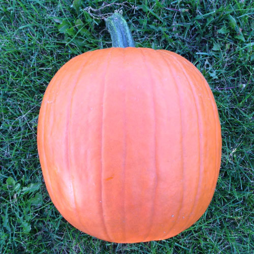 Pumpkin Seeds - Connecticut Field - Vegetable - Outdoor Living - Free Shippng - £23.91 GBP