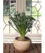 HT 15 Seeds Albuca Spiralis House Flowers Garden Seeds - €12,04 EUR